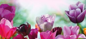 Verschönerungsverein Schierstein e.V. — Ostern 2024 – Verschönerungsverein Schierstein e.V., Schiersteiner Leben Ostern 2024, Wiesbaden-Schierstein