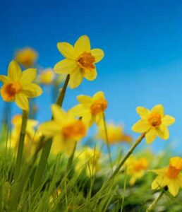 Verschönerungsverein Schierstein e.V. — Winter 2025 – Verschönerungsverein Schierstein e.V., Schiersteiner Leben Winter 2025, Wiesbaden-Schierstein