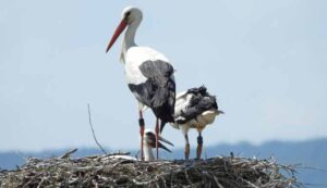 Storchengemeinschaft — Winter 2025 – Storchengemeinschaft, Schiersteiner Leben Winter 2025, Wiesbaden-Schierstein