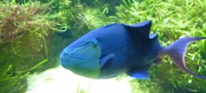 Wiesbadener Aquarienverein Amazonas e.V. — Frühling 2025 – Wiesbadener Aquarienverein Amazonas e.V., Schiersteiner Leben Frühling 2025, Wiesbaden-Schierstein