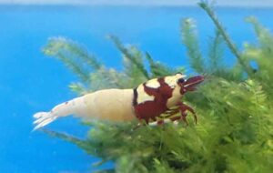 Wiesbadener Aquarienverein Amazonas e.V. — Sommer 2025 – Wiesbadener Aquarienverein Amazonas e.V., Schiersteiner Leben Sommer 2025, Wiesbaden-Schierstein