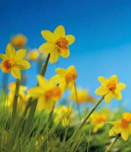 Verschönerungsverein Schierstein e.V. — Winter 2022 – Verschönerungsverein Schierstein e.V., Schiersteiner Leben Winter 2022, Wiesbaden-Schierstein