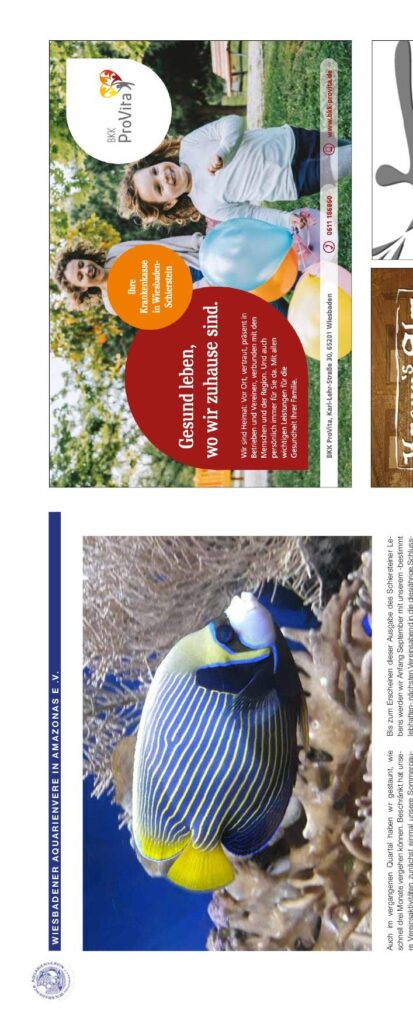 Wiesbadener Aquarienverein Amazonas e.V. — Herbst 2024 – Wiesbadener Aquarienverein Amazonas e.V., Schiersteiner Leben Herbst 2024, Wiesbaden-Schierstein